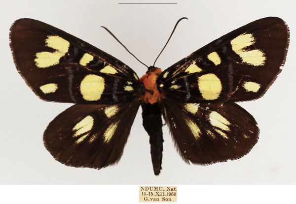 /filer/webapps/moths/media/images/E/echione_Hespagarista_AF_TMSA_02.jpg