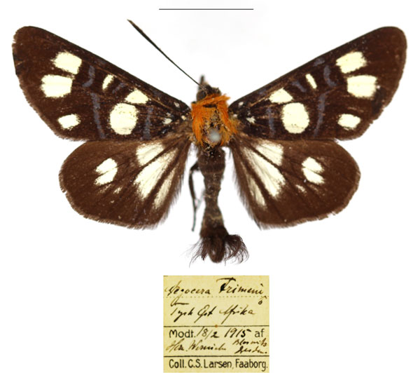 /filer/webapps/moths/media/images/E/echione_Hespagarista_AM_RBINS.jpg