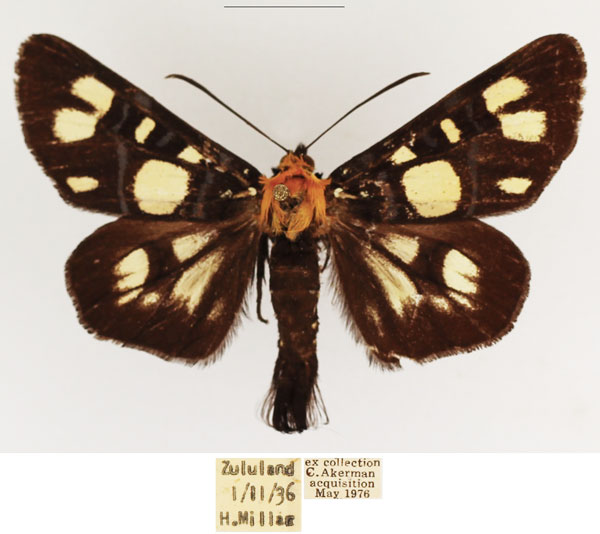 /filer/webapps/moths/media/images/E/echione_Hespagarista_AM_TMSA_01.jpg