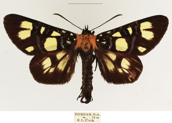 /filer/webapps/moths/media/images/E/echione_Hespagarista_AM_TMSA_02.jpg