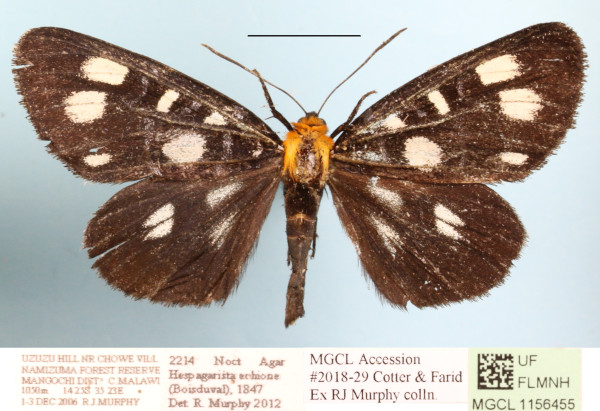 /filer/webapps/moths/media/images/E/echione_Hesparagrista_A_MGCLa_01.JPG