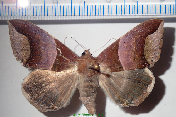 /filer/webapps/moths/media/images/E/echo_Achaea_AF_Bippus.jpg