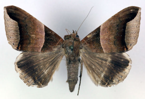 /filer/webapps/moths/media/images/E/echo_Achaea_AF_RMCA.jpg