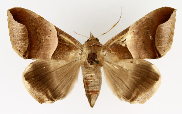 /filer/webapps/moths/media/images/E/echo_Achaea_AF_TMSA_01.jpg