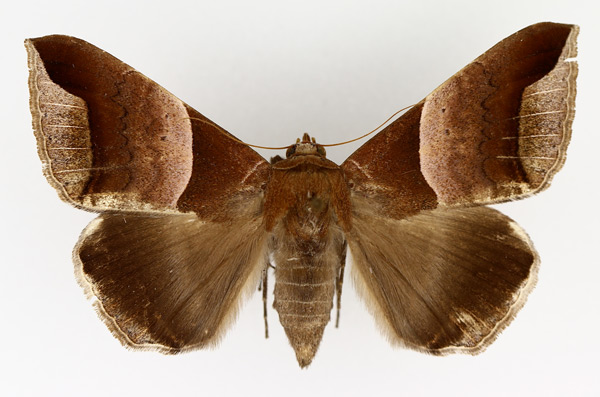 /filer/webapps/moths/media/images/E/echo_Achaea_AF_TMSA_02.jpg