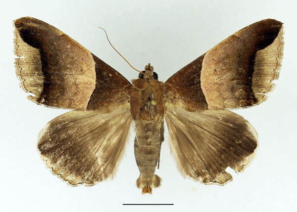 /filer/webapps/moths/media/images/E/echo_Achaea_AM_Basquin.jpg