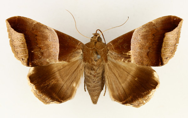 /filer/webapps/moths/media/images/E/echo_Achaea_AM_TMSA_01.jpg