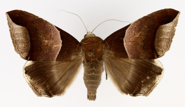 /filer/webapps/moths/media/images/E/echo_Achaea_AM_TMSA_02.jpg