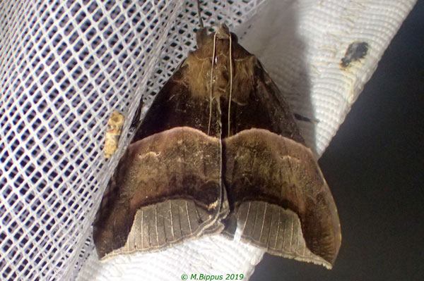 /filer/webapps/moths/media/images/E/echo_Achaea_A_Bippus.jpg