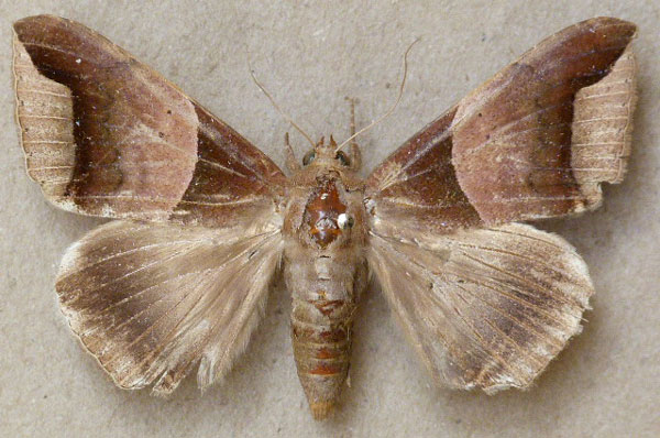 /filer/webapps/moths/media/images/E/echo_Achaea_A_Butler.jpg