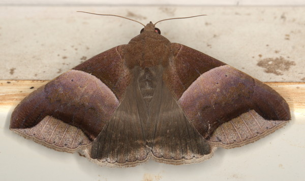 /filer/webapps/moths/media/images/E/echo_Achaea_A_Heyns_01.jpg