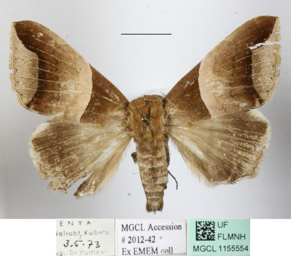 /filer/webapps/moths/media/images/E/echo_Achaea_A_MGCLa_01.JPG