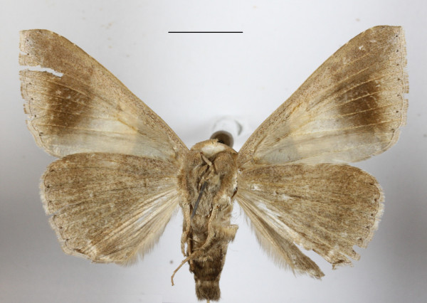/filer/webapps/moths/media/images/E/echo_Achaea_A_MGCLb_01.JPG