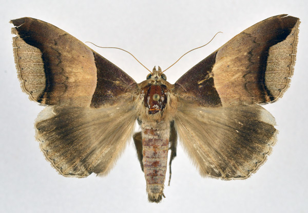 /filer/webapps/moths/media/images/E/echo_Achaea_A_NHMO.jpg