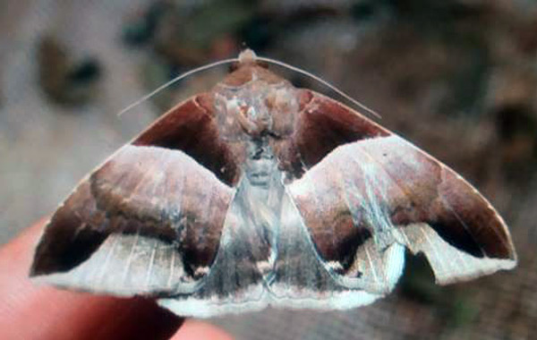 /filer/webapps/moths/media/images/E/echo_Achaea_A_Pasquasy_02.jpg