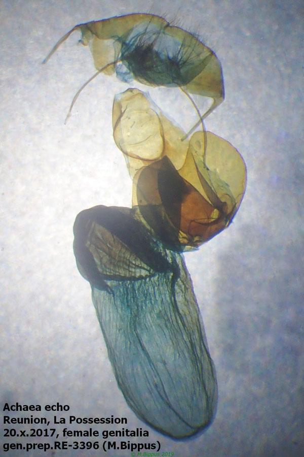 /filer/webapps/moths/media/images/E/echo_Achaea_GF_Bippus_RE-3396.jpg