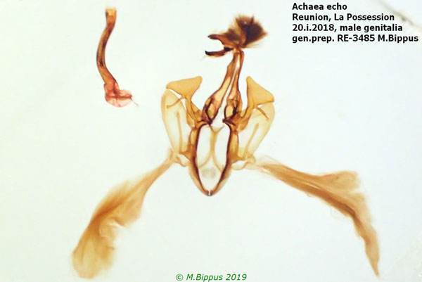 /filer/webapps/moths/media/images/E/echo_Achaea_GM_Bippus_RE-3485.jpg