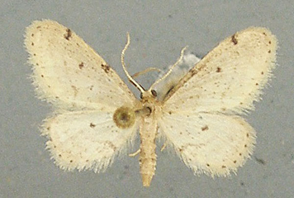 /filer/webapps/moths/media/images/E/echo_Idaea_AM_TMSA.jpg