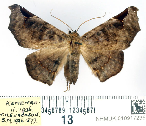 /filer/webapps/moths/media/images/E/eclipsia_Focillopis_AF_BMNH.jpg