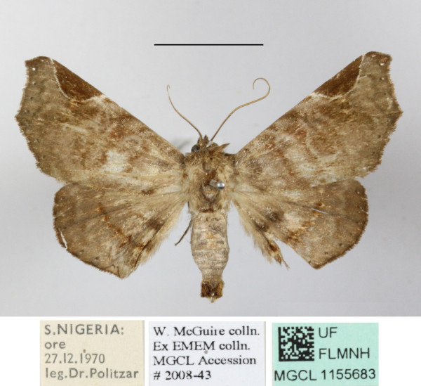 /filer/webapps/moths/media/images/E/eclipsia_Focillopis_A_MGCLa_01.JPG