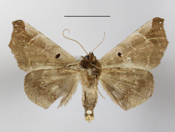 /filer/webapps/moths/media/images/E/eclipsia_Focillopis_A_MGCLb_01.JPG