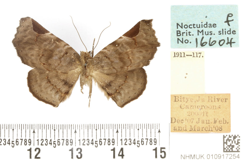/filer/webapps/moths/media/images/E/eclipsia_Focillopis_PLTF_BMNH.jpg