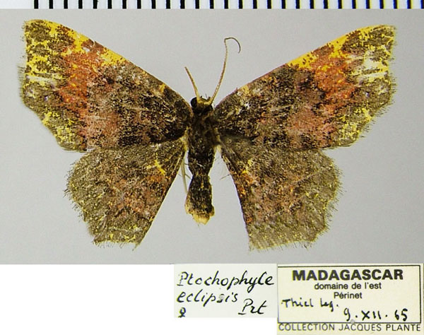 /filer/webapps/moths/media/images/E/eclipsis_Chrysocraspeda_AF_ZSM.jpg