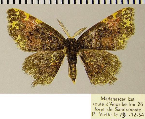 /filer/webapps/moths/media/images/E/eclipsis_Chrysocraspeda_AM_ZSMa.jpg