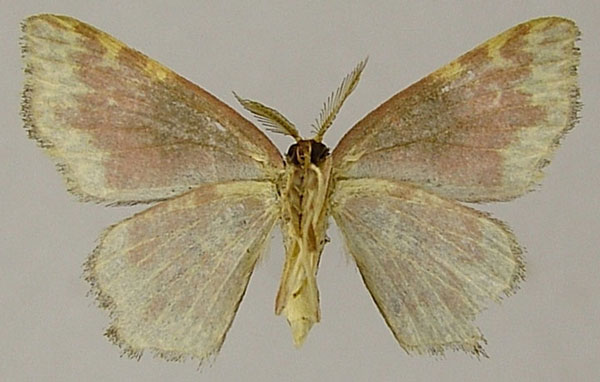 /filer/webapps/moths/media/images/E/eclipsis_Chrysocraspeda_AM_ZSMb.jpg