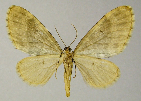 /filer/webapps/moths/media/images/E/ecrinita_Lobidiopteryx_AM_ZSMb.jpg