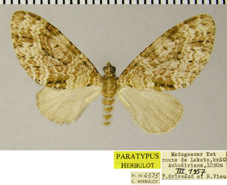 /filer/webapps/moths/media/images/E/ecrinita_Lobidiopteryx_PTM_ZSM.jpg