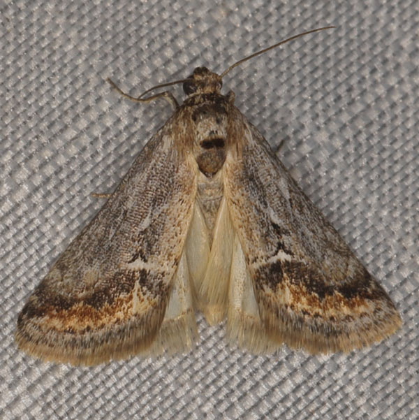 /filer/webapps/moths/media/images/E/ecrufa_Zebeeba_A_Heyns_01.jpg