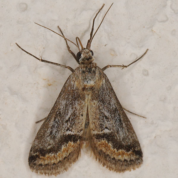 /filer/webapps/moths/media/images/E/ecrufa_Zebeeba_A_Heyns_02.jpg