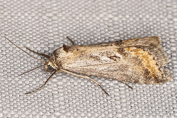 /filer/webapps/moths/media/images/E/ecrufa_Zebeeba_A_Heyns_03.jpg