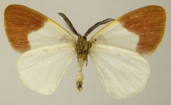 /filer/webapps/moths/media/images/E/ecstasia_Hylemera_AM_ZSMb.jpg