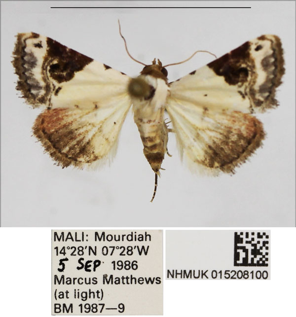 /filer/webapps/moths/media/images/E/ecthaemata_Eublemma_AF_NHMUK.jpg
