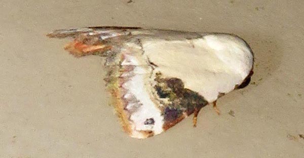 /filer/webapps/moths/media/images/E/ecthaemata_Eublemma_A_Braun_15.jpg
