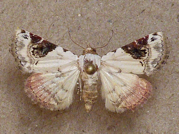/filer/webapps/moths/media/images/E/ecthaemata_Eublemma_A_Butler.jpg