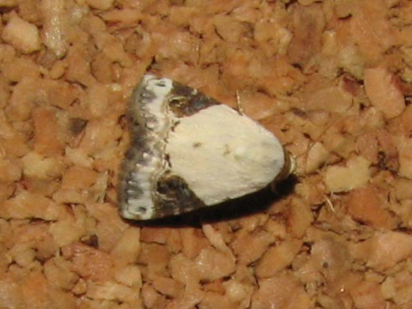 /filer/webapps/moths/media/images/E/ecthaemata_Eublemma_A_Goff_QEGHKsc.jpg