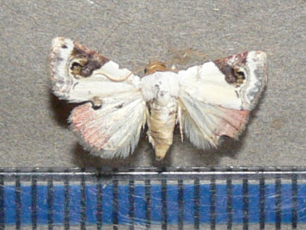 /filer/webapps/moths/media/images/E/ecthaemata_Eublemma_A_Goffa_01.jpg