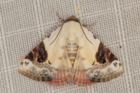 /filer/webapps/moths/media/images/E/ecthaemata_Eublemma_A_Heyns_01.JPG