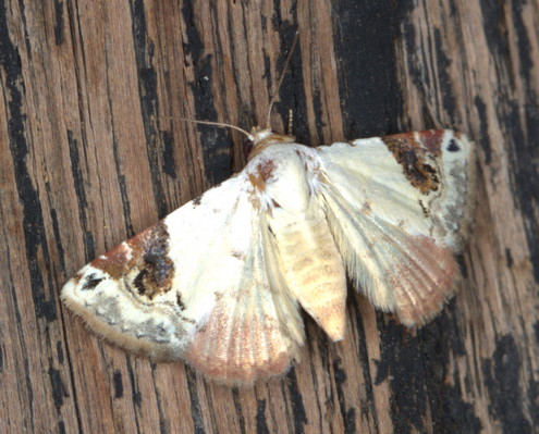 /filer/webapps/moths/media/images/E/ecthaemata_Eublemma_A_Heyns_02.jpg