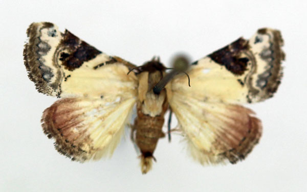 /filer/webapps/moths/media/images/E/ecthaemata_Eublemma_A_ISEA_01.jpg
