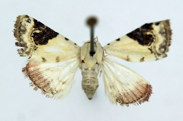 /filer/webapps/moths/media/images/E/ecthaemata_Eublemma_A_ISEA_02.jpg
