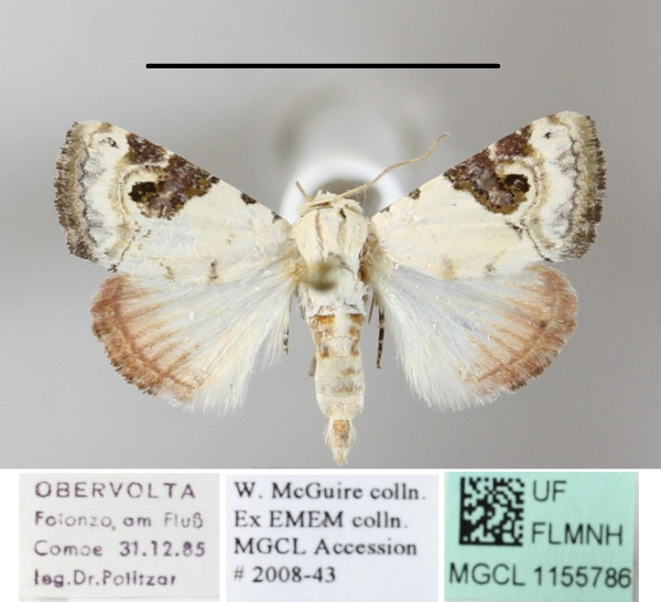 /filer/webapps/moths/media/images/E/ecthaemata_Eublemma_A_MGCLa_01.jpg