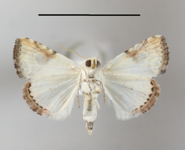 /filer/webapps/moths/media/images/E/ecthaemata_Eublemma_A_MGCLb_01.jpg