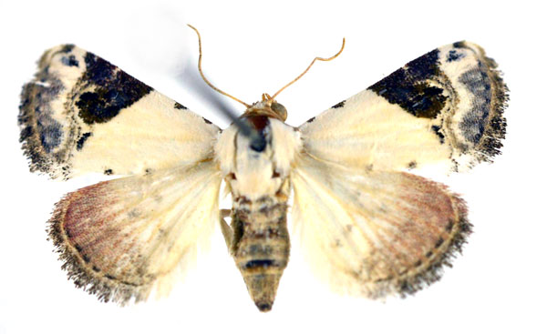 /filer/webapps/moths/media/images/E/ecthaemata_Eublemma_A_NHMO.jpg