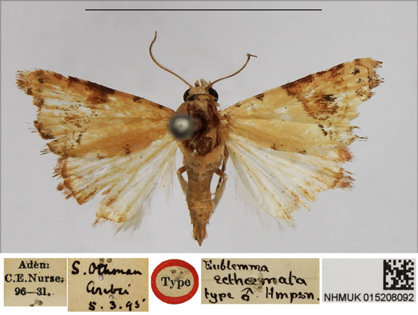 /filer/webapps/moths/media/images/E/ecthaemata_Eublemma_HT_NHMUK.jpg