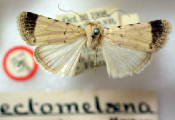 /filer/webapps/moths/media/images/E/ectomelaena_Athetis_HT_BMNH.jpg