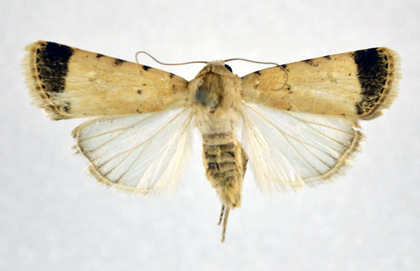 /filer/webapps/moths/media/images/E/ectomelaena_Caradrina_A_NHMO.jpg